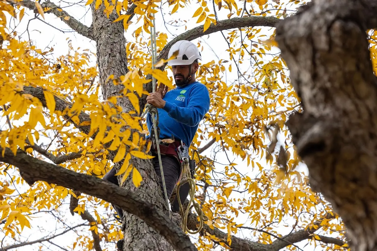 Skilled Tree Planing crew working in Las Vegas